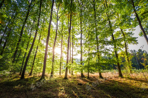 Preview: Ray of sunshine in the autumn forest at sunrise