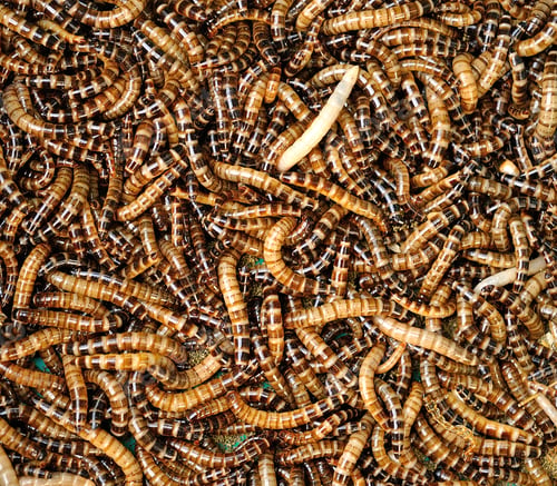 Preview: mealworms