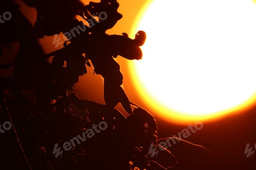 Vorschau: tree, silhouette, background, nature, sky, sunset, black, illustration, orange, light, sun, beautifu