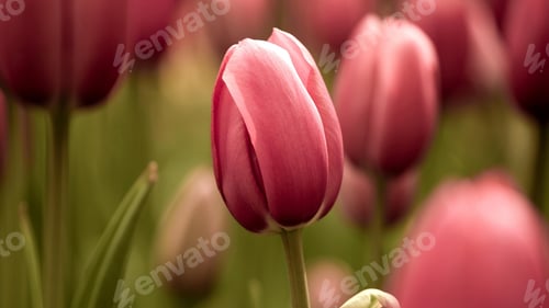 Preview: Tulips, petal, lovely, wallpaper, background