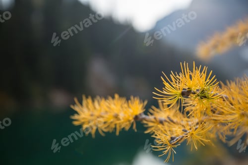 Preview: Larch