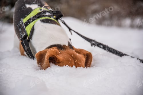 Preview: Beagle dog with head in a deep snow