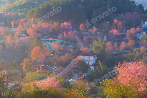 Preview: Sakura cherry flowers blossom trees of national park. Natural landscape background. Pink color