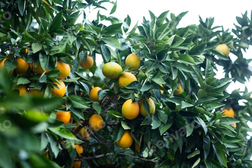 Preview: Close-up of a lush citrus tree with vibrant, ripening oranges growing on its branches