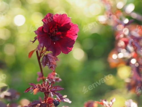 Preview: Red flower Cranberry Hibiscus Red Leaf Hibiscus False Roselle African Rose Mallow Hibiscus acetosell