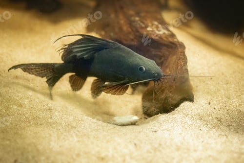 Preview: Featherfin Squeaker Catfish (Synodontis eupterus) - Freshwater Fish
