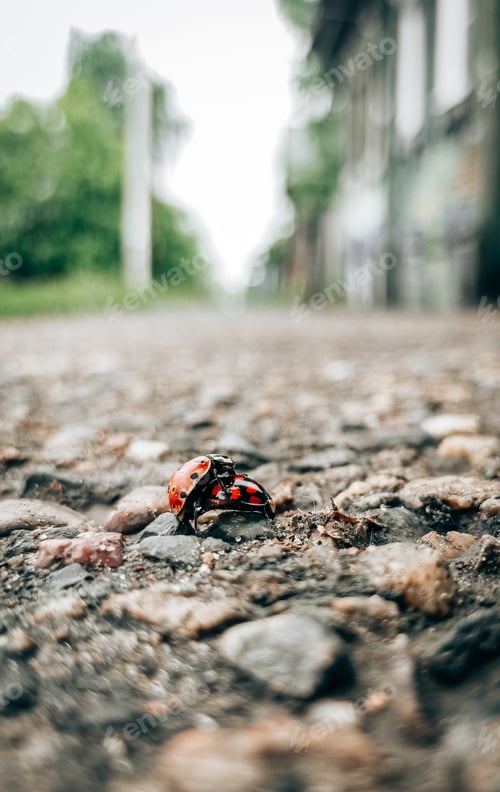 Preview: Mate of ladybugs in spring