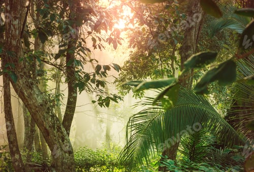 Preview: Jungle in Costa Rica