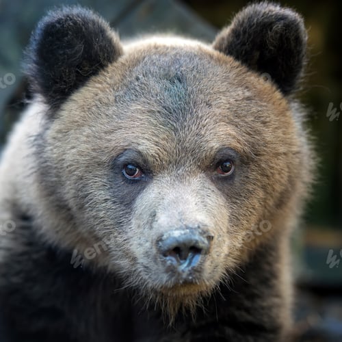 Preview: Close up bear cub portrait