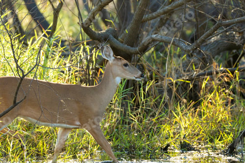 Preview: Key Deer in natural habitat in Florida state park