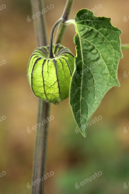 Preview: Gooseberry