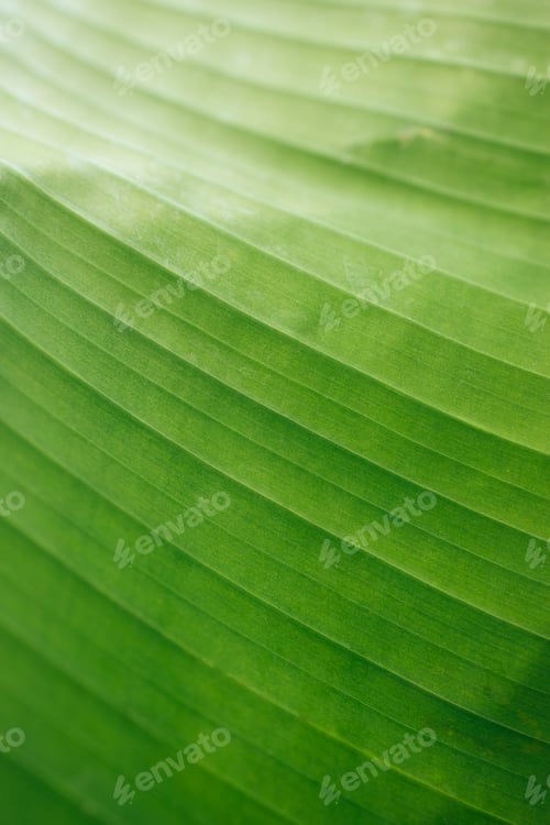 Preview: Beautiful close-up picture of bright banana leaf. Green and yellow banana leaf tropical pattern