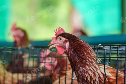 Preview: Chicken poultry farming for meat and eggs production in coop