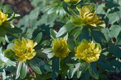 Preview: Winter Aconite Flowers (Eranthis Hyemalis)
