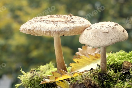 Preview: Close up photo of mushrooms in forest.