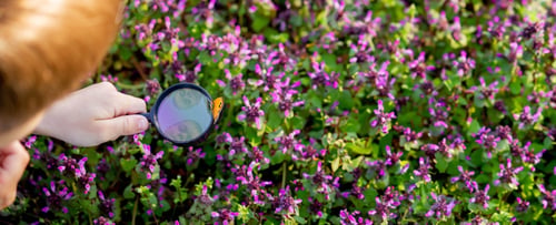 Preview: A child looks through a magnifying glass. A big child's eye.