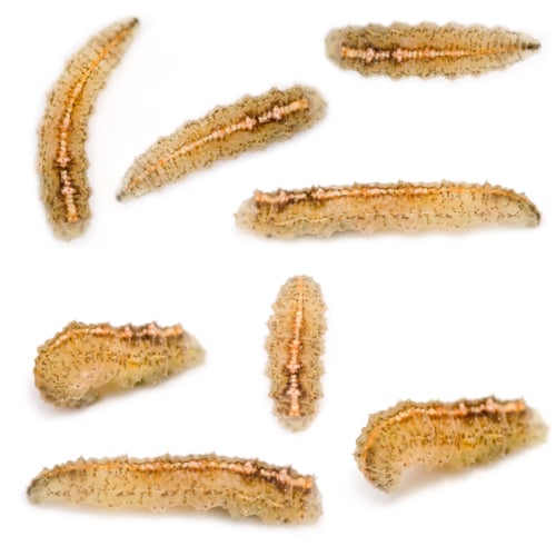 Preview: Hoverfly Larvae