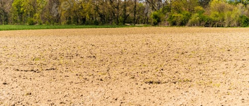 Preview: Green farmers field. Rural landscape