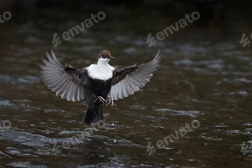 Preview: White-throated dipper (Cinclus cinclus)