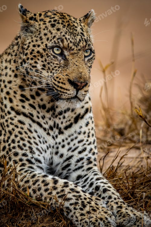 Preview: Close up of a big male Leopard.