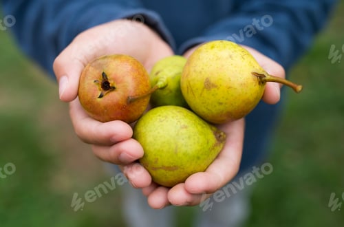 Preview: Hands of a boy holding pears