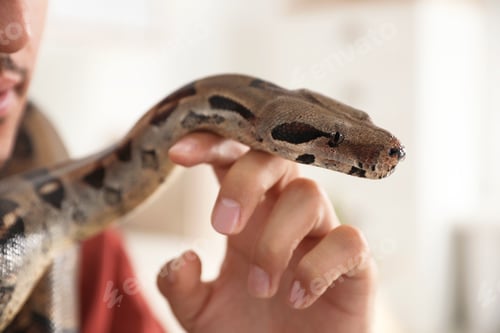 Preview: Man with his boa constrictor at home, closeup. Exotic pet