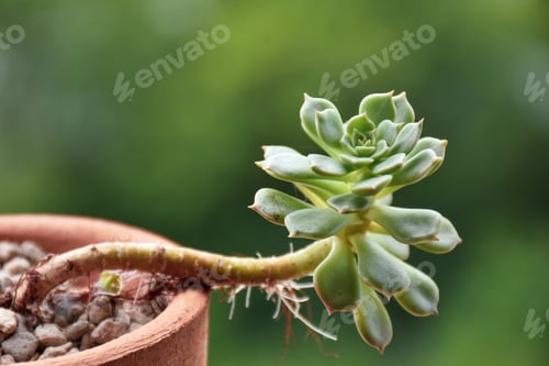 Preview: Little cactus on small pot