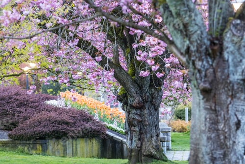 Preview: Spring in park