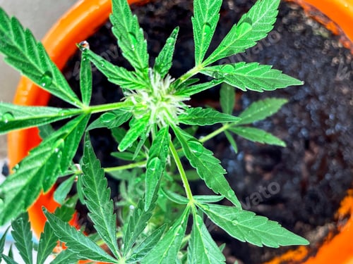 Preview: Close up of marijuana plant
