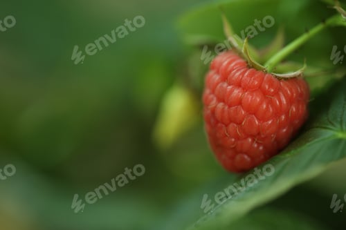 Preview: Raspberry bush with tasty ripe berry in garden, closeup