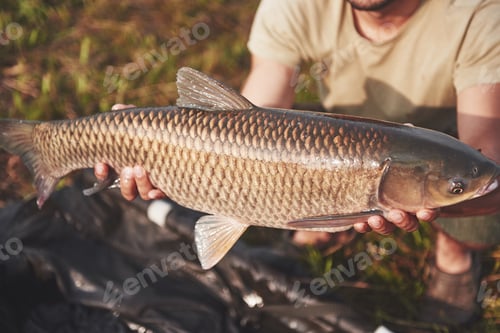 Preview: A large carp just caught by experienced fishermen. The trophy fish sparkles with its scales