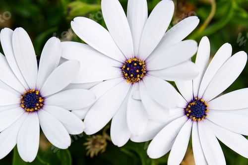 Preview: Three Beautiful White Daisies with Bright Yellow Centers in Full Bloom Surrounded by Lush Greenery