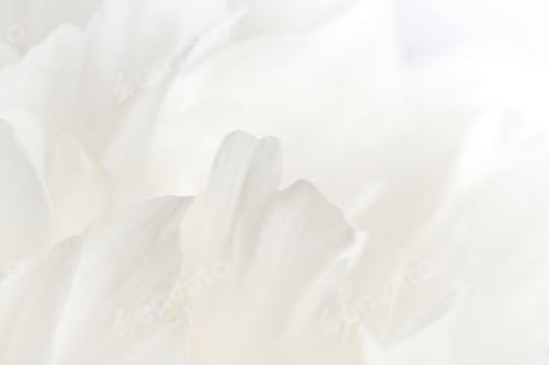 Visualização: pétalas de peônia branca close-up. fundo floral delicado