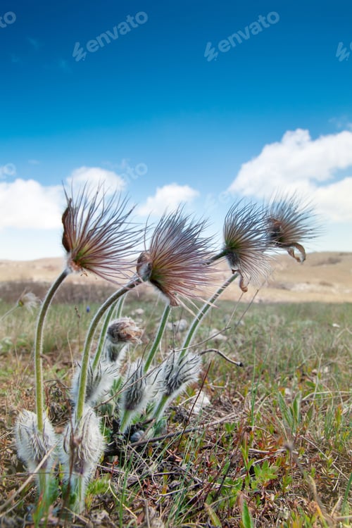 Preview: Pulsatilla patens