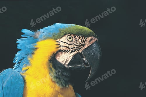 Preview: bird, parrot, Scarlet, Macaw