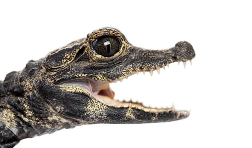 Preview: Dwarf crocodile in front of white background