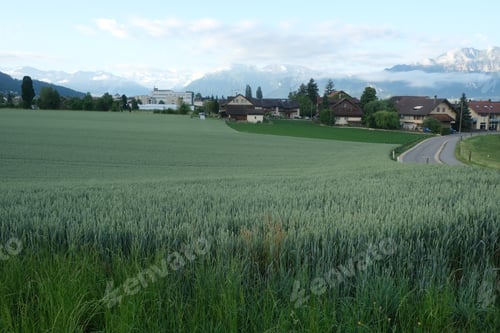 Preview: Wheat field at Steffisburg