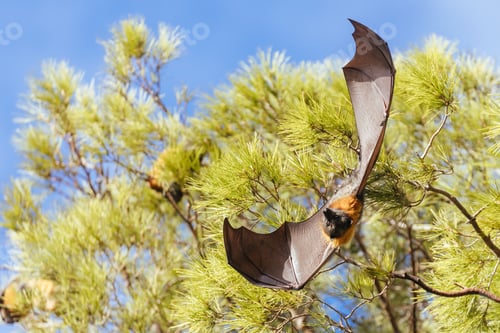 Preview: Flying Fox in Australia