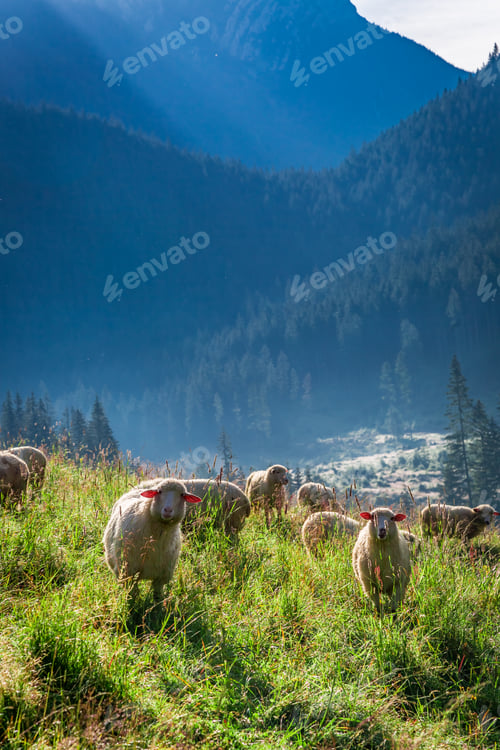 Preview: Wonderful grazing herd of sheep at dawn, Tatra Mountains