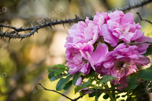 Preview: Pink roses with thick vine and thorns natural rustic background