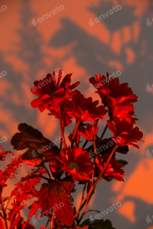 Preview: Beautiful autumn flowers in the light of sunset lamp. Fall decor