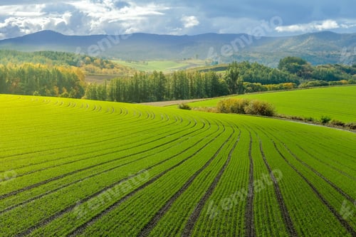 Preview: Landscape of Countryside Hills with Rice Field Farm, Forest and Mountain in Early Fall Season