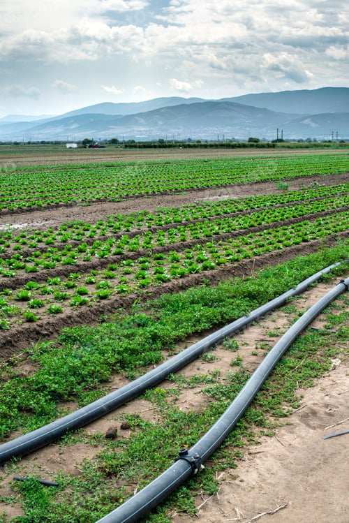 Preview: Planted agriculture land and pipe for watering.