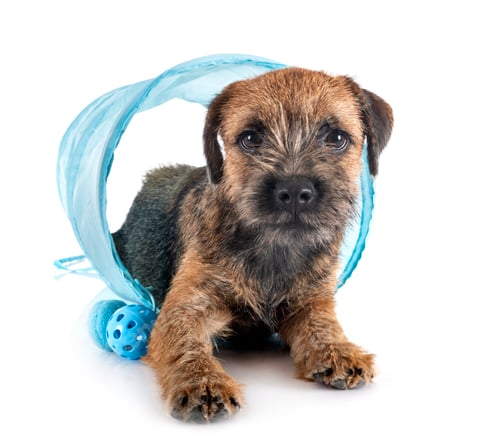 Preview: young border terrier