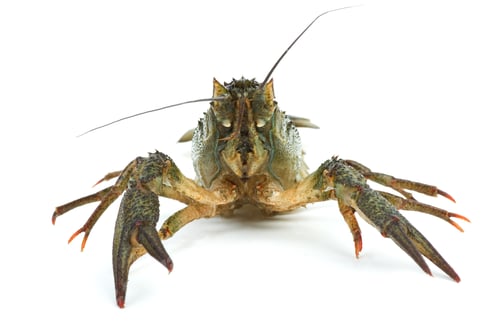 Preview: Crawfish portrait