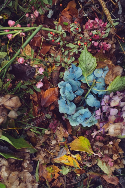 Preview: Beautiful flowers in autumn forest