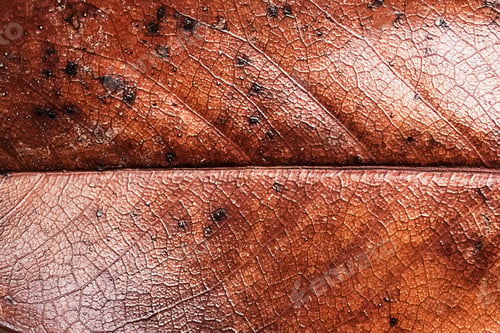 Preview: Autumn minimal beige background with autumn red-brown magnolia leaves with natural texture