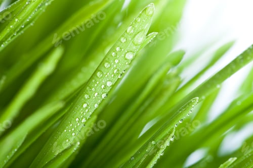 Preview: wet grass