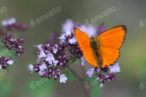 Preview: Orange colorful butterfly on a flower in summer