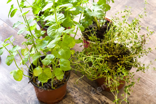 Preview: Aromatic herbs growing in pots on wooden table: mint, parsley and thyme